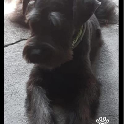 Baloo Rodas Garcia