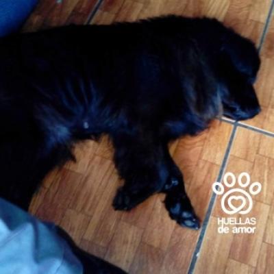 Chiqui