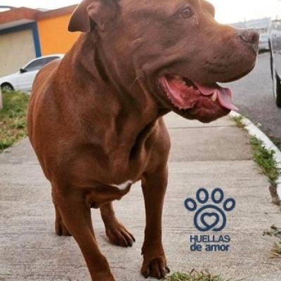 Chita