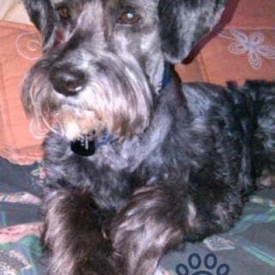 Dogui