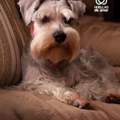 Frankie
