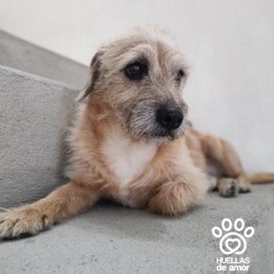 Junior