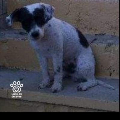 Manchas