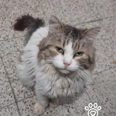 Mausi