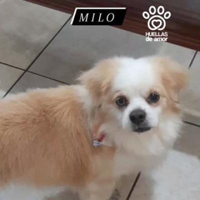 Milo Andres