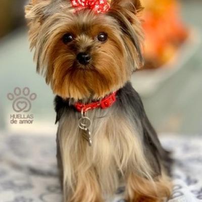 Minnie Maria Yorkie Emporium 