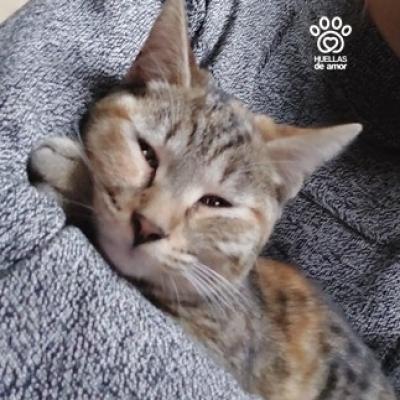 Nala1
