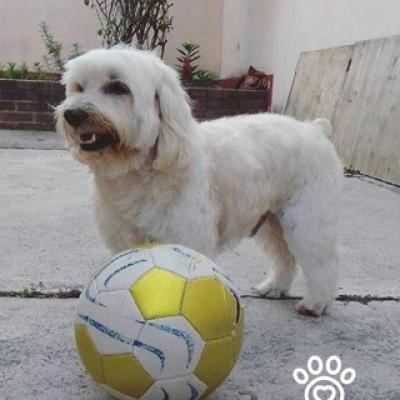 Oddie