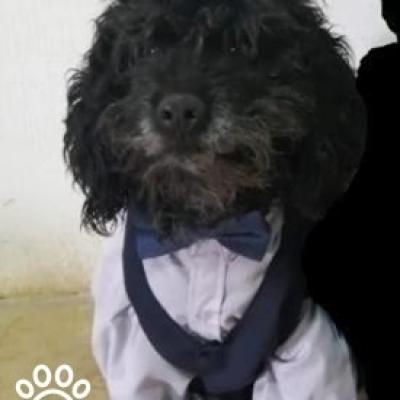 Osito