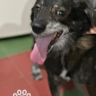 Oso 1