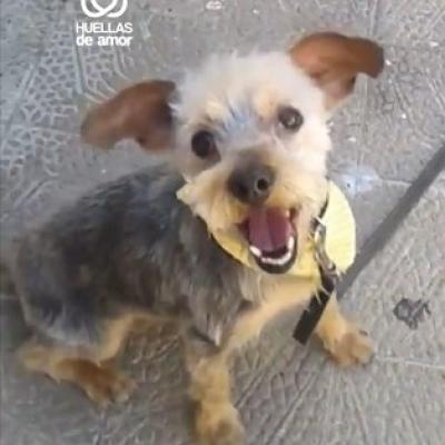 Stitch