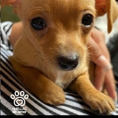 Toby